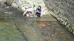 plenty-of-fish-in-the-river-takayama_22155715211_o.jpg
