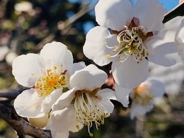 IMG_4161.jpg