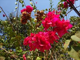 0DSC02314.JPG