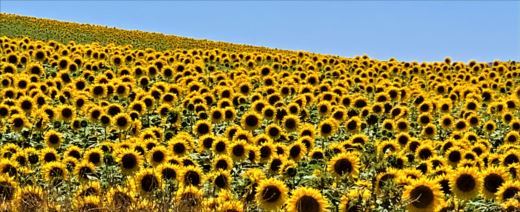 520_IMG_0642 - Rs[.JPG